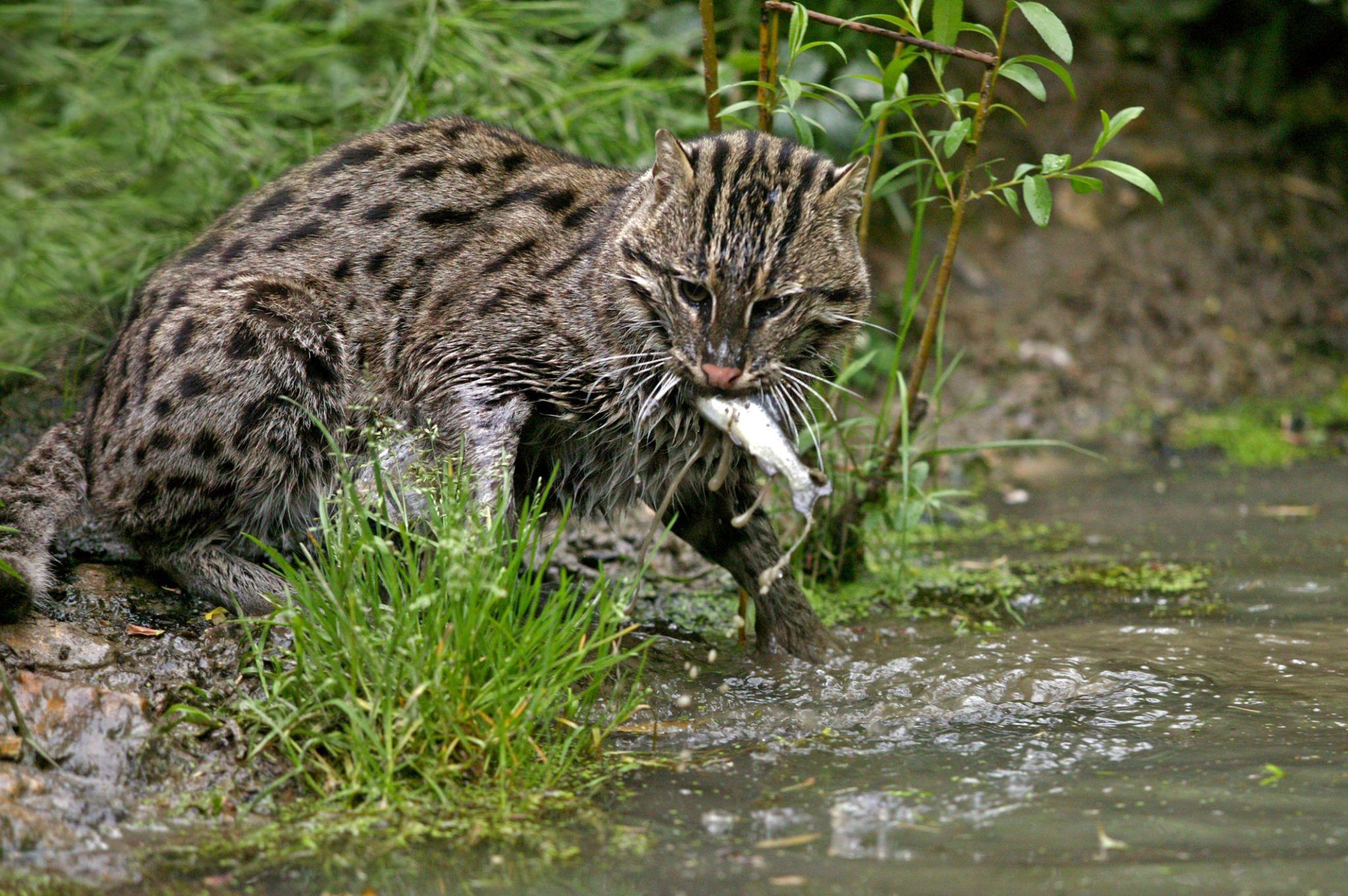 Proč FishingCat ?
