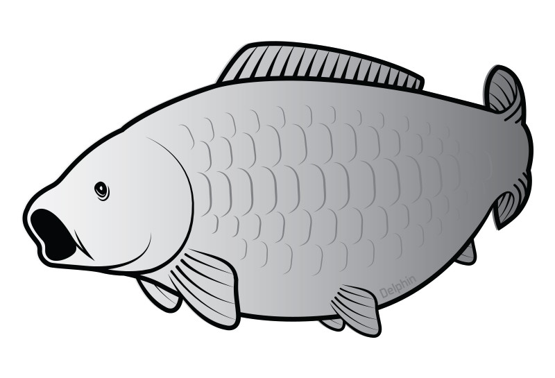 Nálepka kapr SILVER