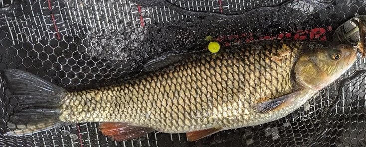 FishingCat  Kukuřice + Med 8mm 35ml Pop-Up Boilies