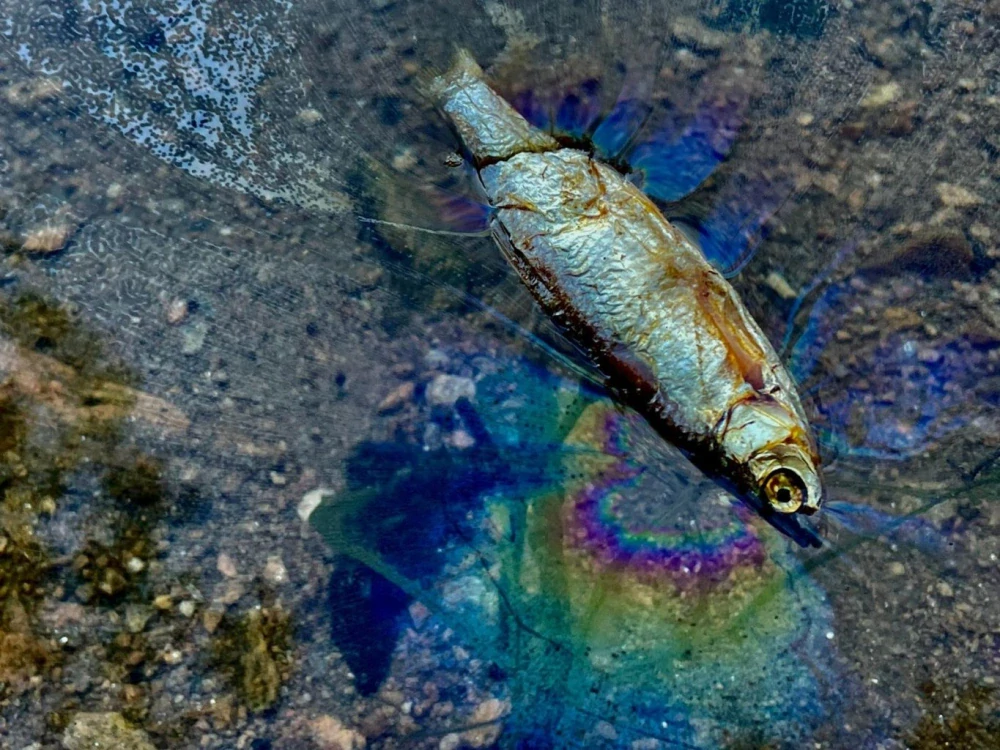 LK Baits Predátor dipovaná rybička XL