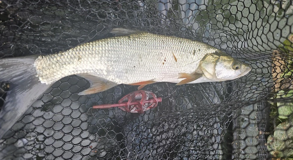 FishingCat Mirabelka + Med 11mm 60ml Pop-Up Boilies