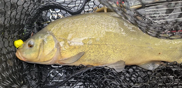 FishingCat  Kukuřice + Med 8mm 35ml Pop-Up Boilies