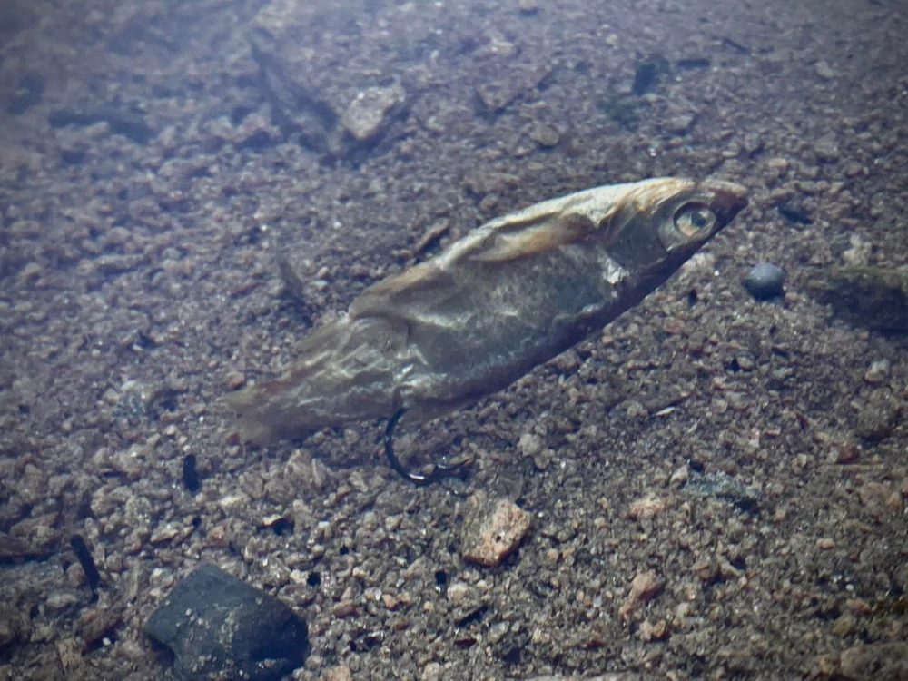 LK Baits Predátor dipovaná rybička M