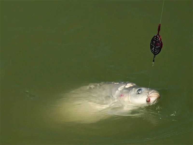 Krmítko Delphin Method QUIX L / 50g